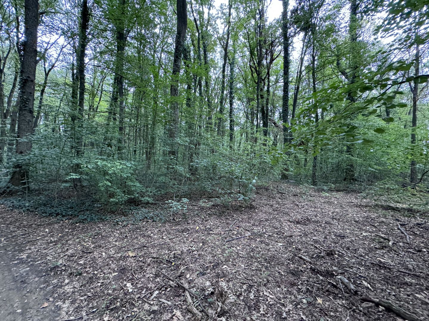 46644 mp teren in Padurea Baneasa proiect exclusivist - Poză 8