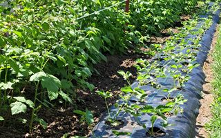 Casa de Vanzare | Individuala | 5 Camere |  184 MPU | Sura Mare - Poză 15