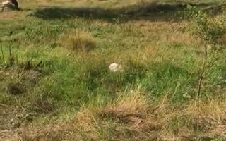 Teren intravilan 1.433 m.p. in Lunca, jud. Tulcea - Poză 4