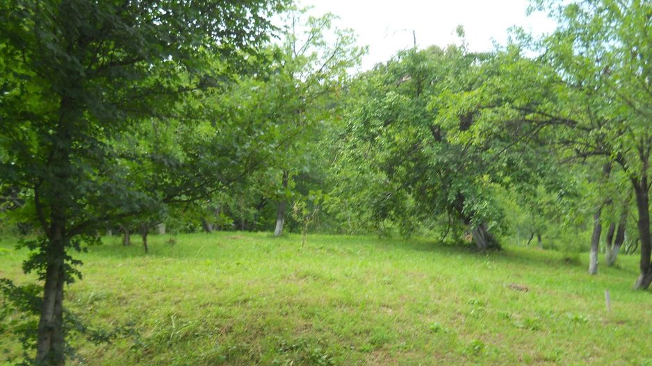 Teren Breaza de Jos, Prahova, Podu Vadului, 3750 mp (posibilitate si de 6000 mp) - Poză 3