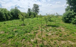 Casă 6 camere, livadă, 3 199 mp, Girisul Negru, Bihor. 42 000 E - Poză 4