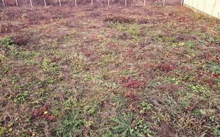 Teren intravilan construibil, toate utilitatile, 650 mp, Cetate - Poză 1