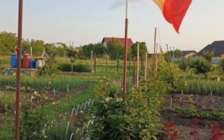 Teren Intravilan 470 mp   Horlești, Comuna Rediu (Proprietar) - Poză 2