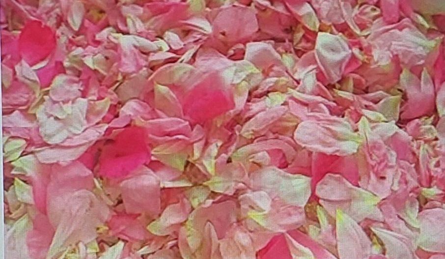 TEREN CU PLANTAȚIE DE TRANDAFIRI ,,ROSA DAMASCENA,\ \CARANSEBEȘ\JUD.CS - Poză 14