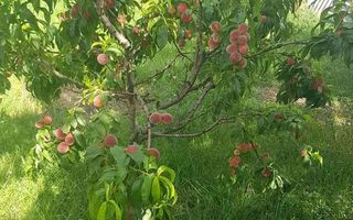 Teren intravilan de vânzare - 6200mp, pădure în apropiere - Poză 12