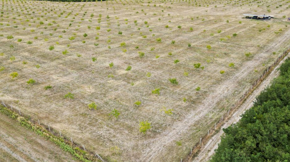 Livadă BIO de nuci de vânzare lângă Cermei - Poză 7