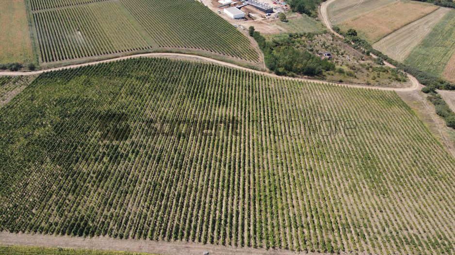 Sapient | Teren cu plantație de vie în loc. Diosig, jud. Bihor - Poză 2