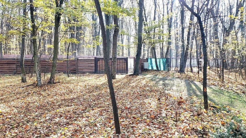50 ari de Teren forestier si de recreere in Codri!! - Poză 5