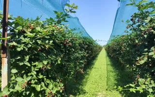 Plantatie de Muri Baicoi 10.000 mp Afacere la cheie! - Poză 11