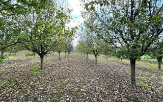 Livada+gradina, teren intravilan 2902mp, Damienesti-Bacau, comision 0 - Poză 8