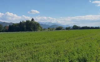 Teren intravilan 3h, Stupini -Str. Oitelor, asfalt si utilitati la 70 m - Poză 12