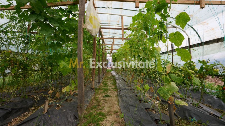 Casă cu teren generos – Vedea-Arges - Poză 32
