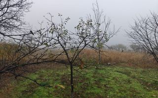 Teren intravilan 12.511 mp | Potoceni – Mărăcineni | Ideal pentru dezvoltare rez - Poză 4