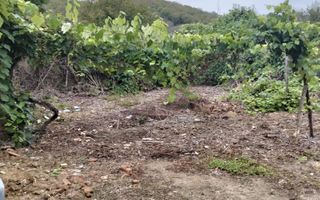 Casa spatioasa | 1500 mp teren - Ticvaniu Mare CS - Poză 10