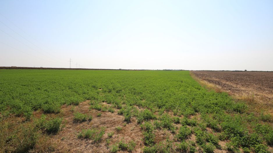 Teren arabil 3 ha - Sacalaz - Poză 4