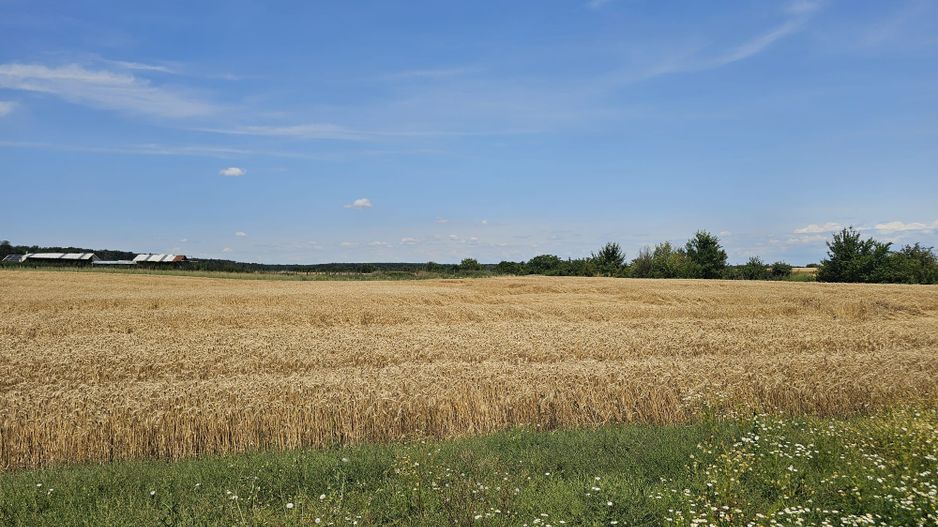 Vanzare Teren Intravilan Buftea, 750mp, str. Ulmului, Pista Biciclete - Poză 2