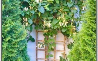 Casa Restaurant cu gradina - 250 mp - Poză 15