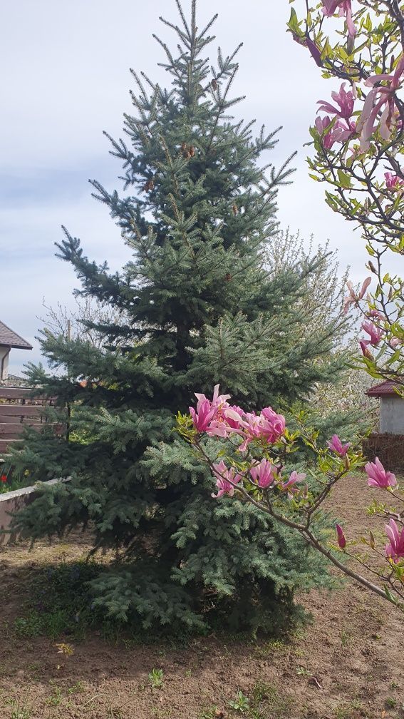 Vila 412 mp Galata, 1201 mp curte, direct proprietar - Poză 5