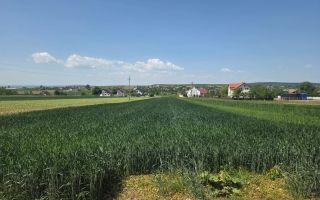 TEREN EXTRAVILAN | MITOCU DRAGOMIRNEI | 2.600 Mp - Poză 5