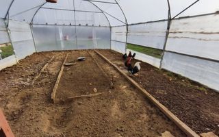 Casa curte cu teren 1600 mp Manolache - Poză 8