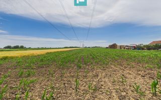 Teren extravilan 5000 mp, Arad - Poză 12