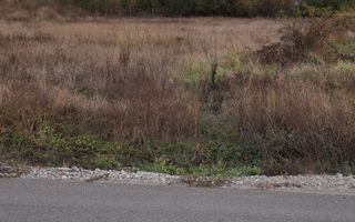 Teren extravilan | 3400 mp  | Hidiselul de Sus | Oradea | Bihor - Poză 5