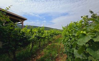 Vie Tradițională „Halta Lupilor” - Poză 10