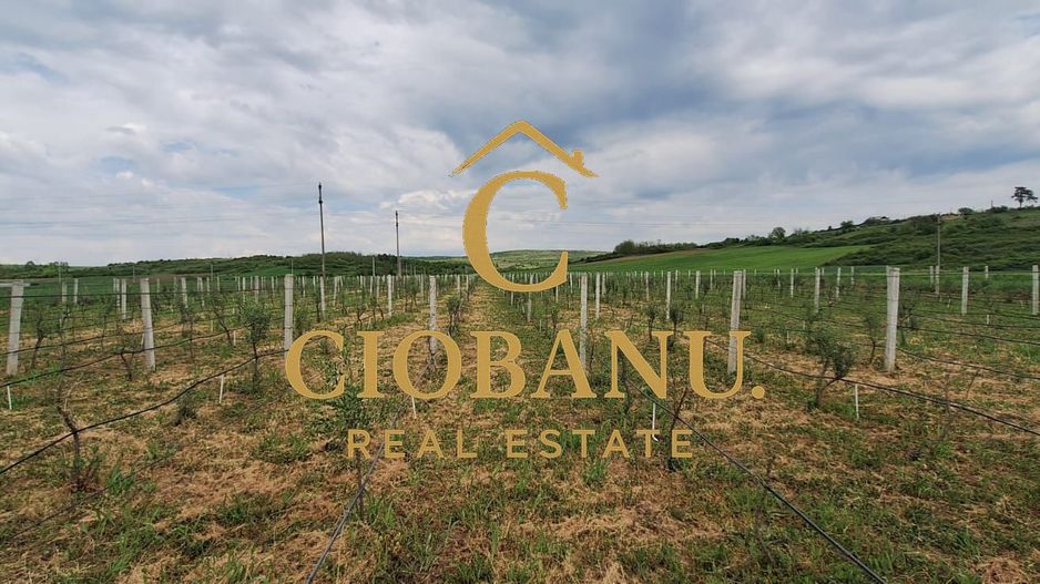 Teren intravilan cu PLANTATIE DE GOJII de vanzare in Racari - Poză 12