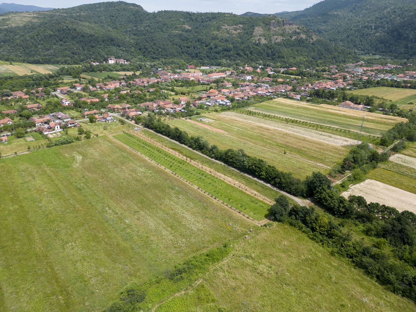 Livadă pe rod cu pomi fructiferi 4780mp la Dezna - Poză 12