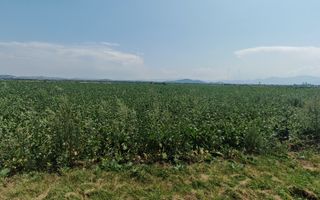 Teren intravilan 3,85 ha,Brasov DN 13 langa MILLE, OLYMPUS, ARKADA - Poză 3