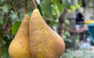 Vila de vanzare in Tunari I Gata de mutat I 4 camere I 5 parcari - Poză 48