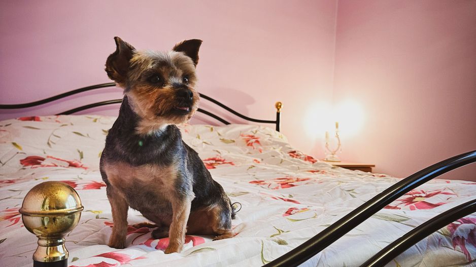 Duplex 5 camere | Interior 180 mpu, Teren 364 mp | Foisor & Garaj mare - Poză 39