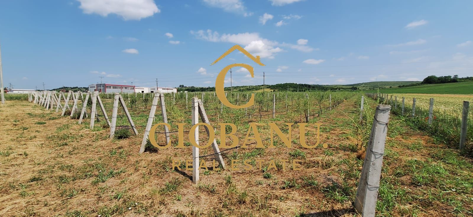 Teren intravilan cu PLANTATIE DE GOJII de vanzare in Racari - Poză 9
