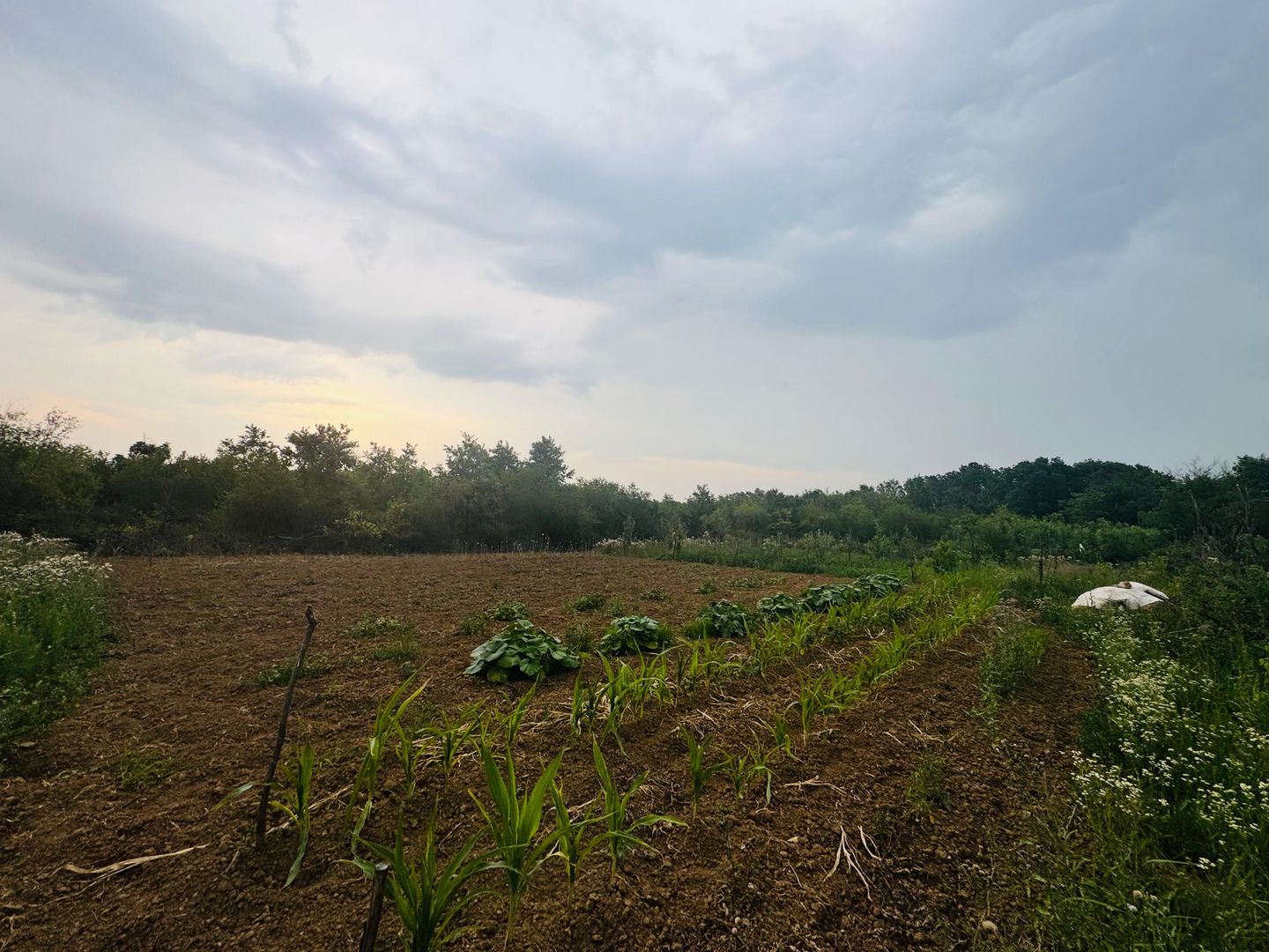 Teren intravilan de vânzare Paleu, zona Piersicilor langa padure - Poză 4