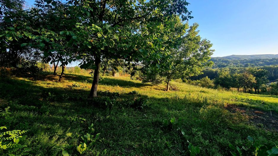 Teren Intravilan 3250 mp / Casa batraneasca / Pausesti Maglasi - Poză 4