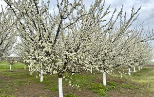 Livada+gradina, teren intravilan 2902mp, Damienesti-Bacau, comision 0