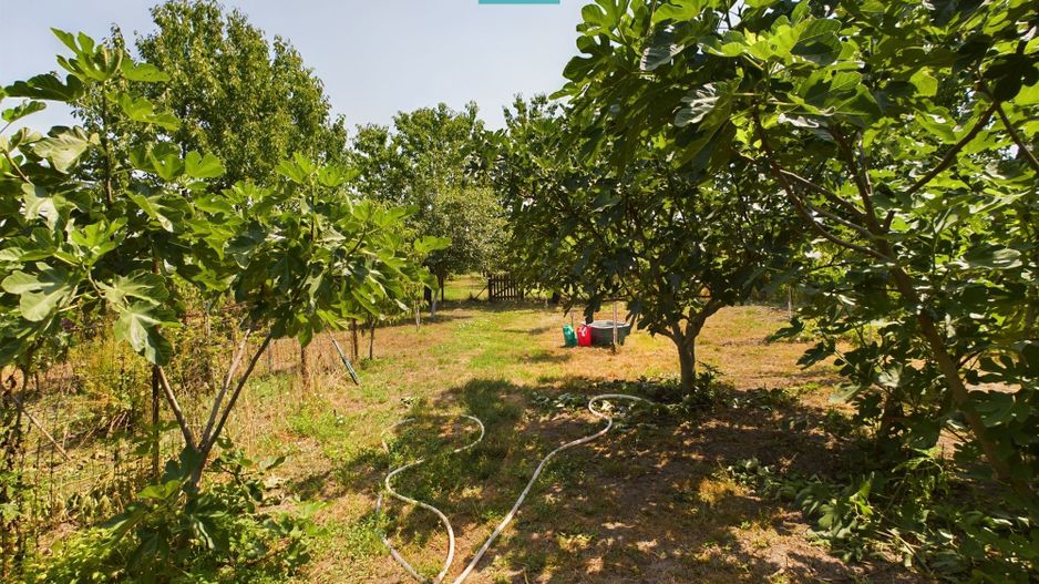 Casă cu livadă de pomi în Dorobanți - Poză 20