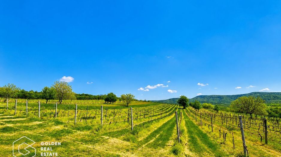 1,35 hectare vie pe rod (Cabernet si Merlot), Siria - Poză 3