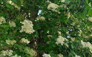 Apartament cu 2 camere in Grigorescu. - Poză 2