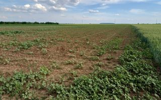 Teren intravilan de vanzare | Peris | 10.000 mp | Investitie sigura - Poză 5