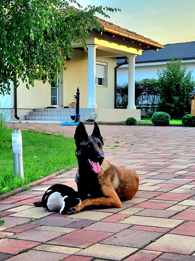 Ag EUROPA vinde casa individuala PARTER 4 cam 12 ari în MARTINESTI. - Poză 1