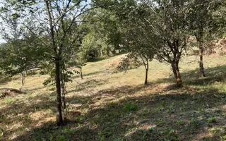 Teren 2240 mp intravilan + casa batraneasca Hintesti-Basangesti - Poză 14