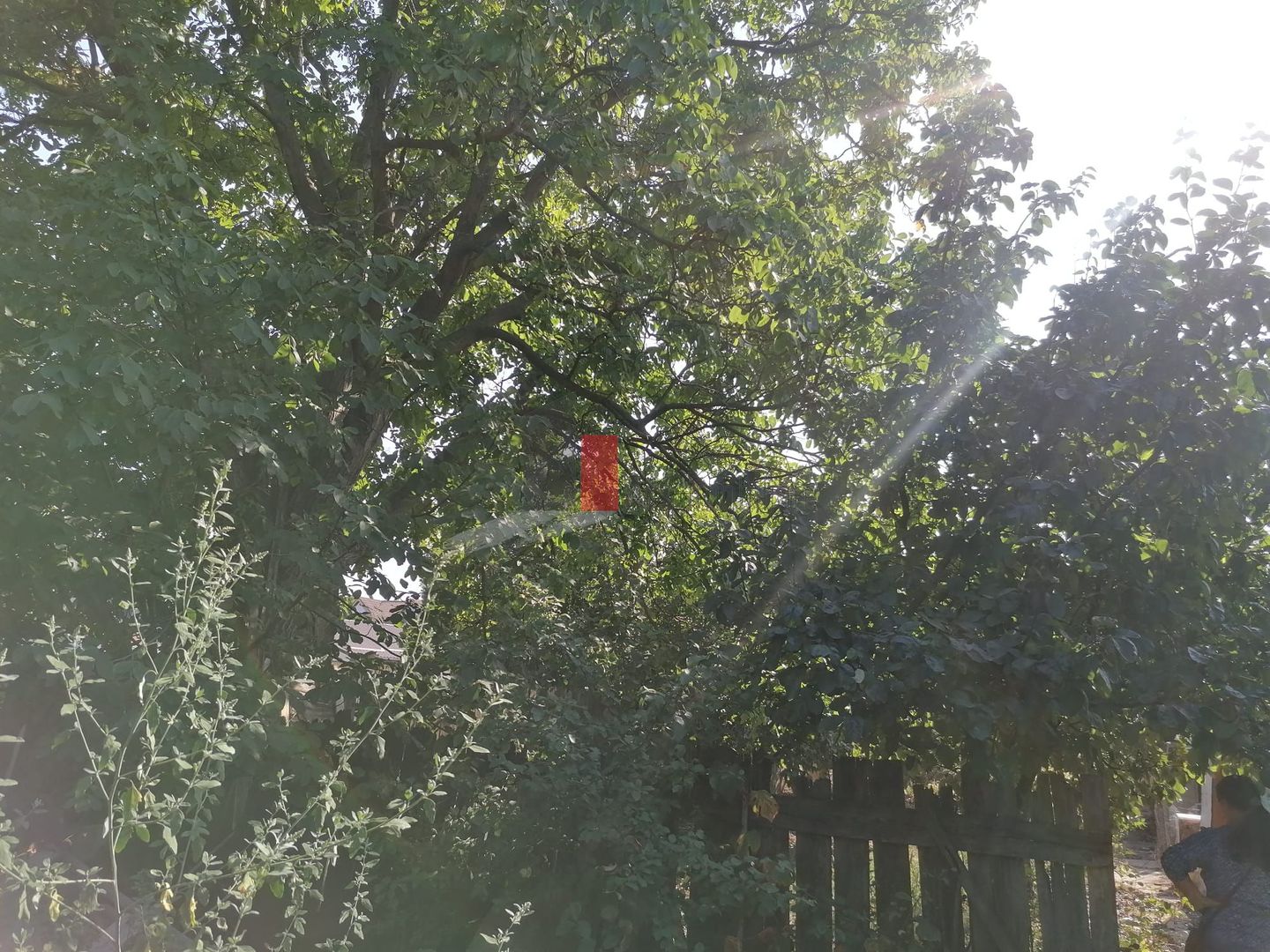 Afumati- Ilfov - 899mp-Teren - ZERO Comision Cumparator - Poză 9