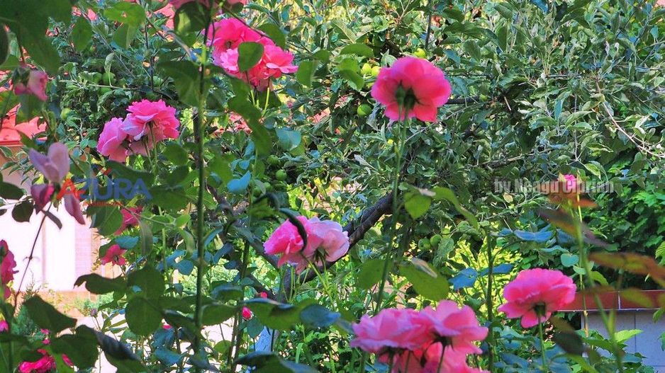 AZURA Imobiliare Pitesti - Casa Gavana Pozitie Excelenta - Poză 75