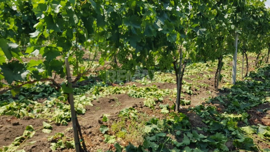 Plantație de viță-de-vie 5,7 ha  investiție cu recuperare rapidă - Poză 8