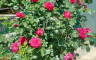 Casa zona Dorobanti teren 500mp toate utilitatile 58.000 euro - Poză 11