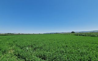 20 de parcele pentru constructii langa soseaua de centura - Poză 2