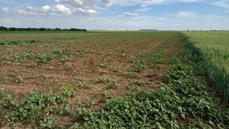 Teren intravilan de vanzare | Peris | 10.000 mp | Investitie sigura - Poză 5
