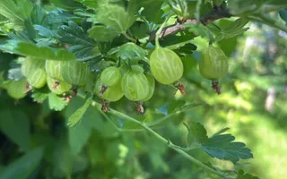 Vila de vanzare in Tunari I Gata de mutat I 4 camere 5 parcari  COM0% - Poză 47