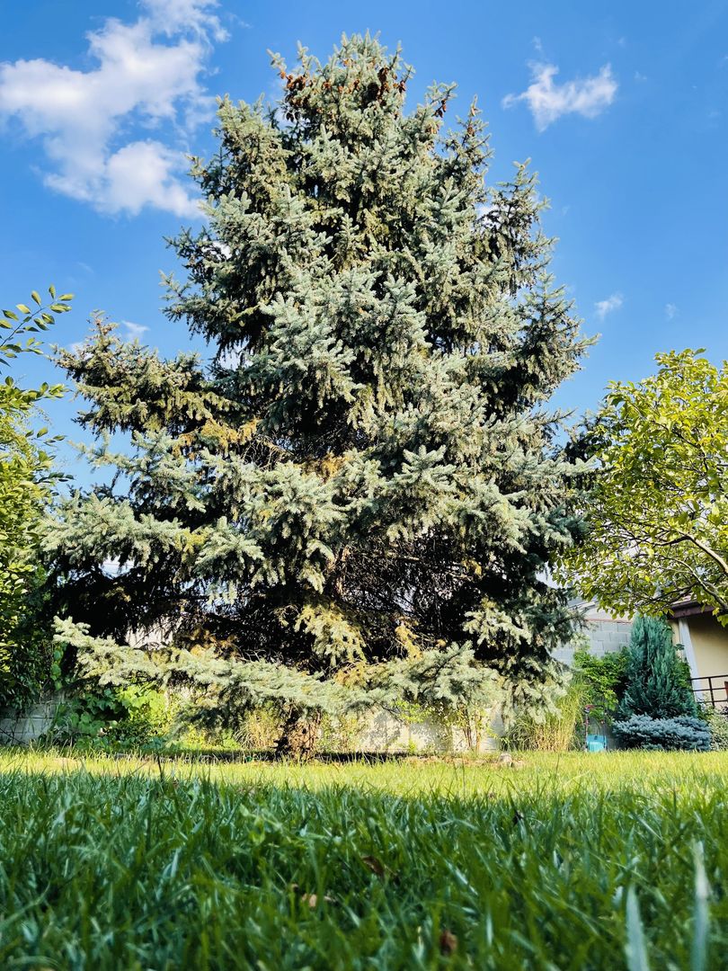 INCHIRIATA - Casa individuala cu 4 dormitoare, 184 mp | Garaj & Gradina | Fropin - Poză 47